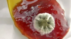 Forma na jam: prečo sa objaví a čo robiť